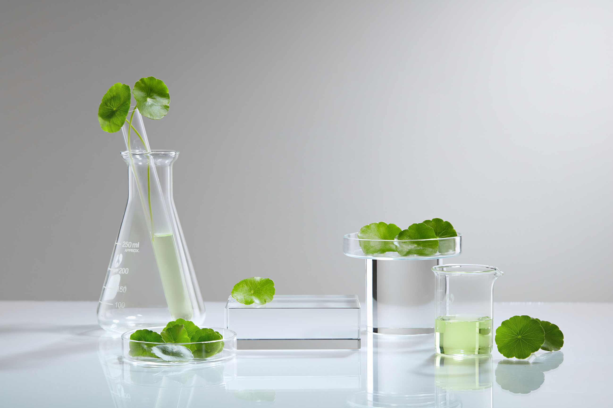 Centella asiatica (gotu kola) background Cosmetics laboratory