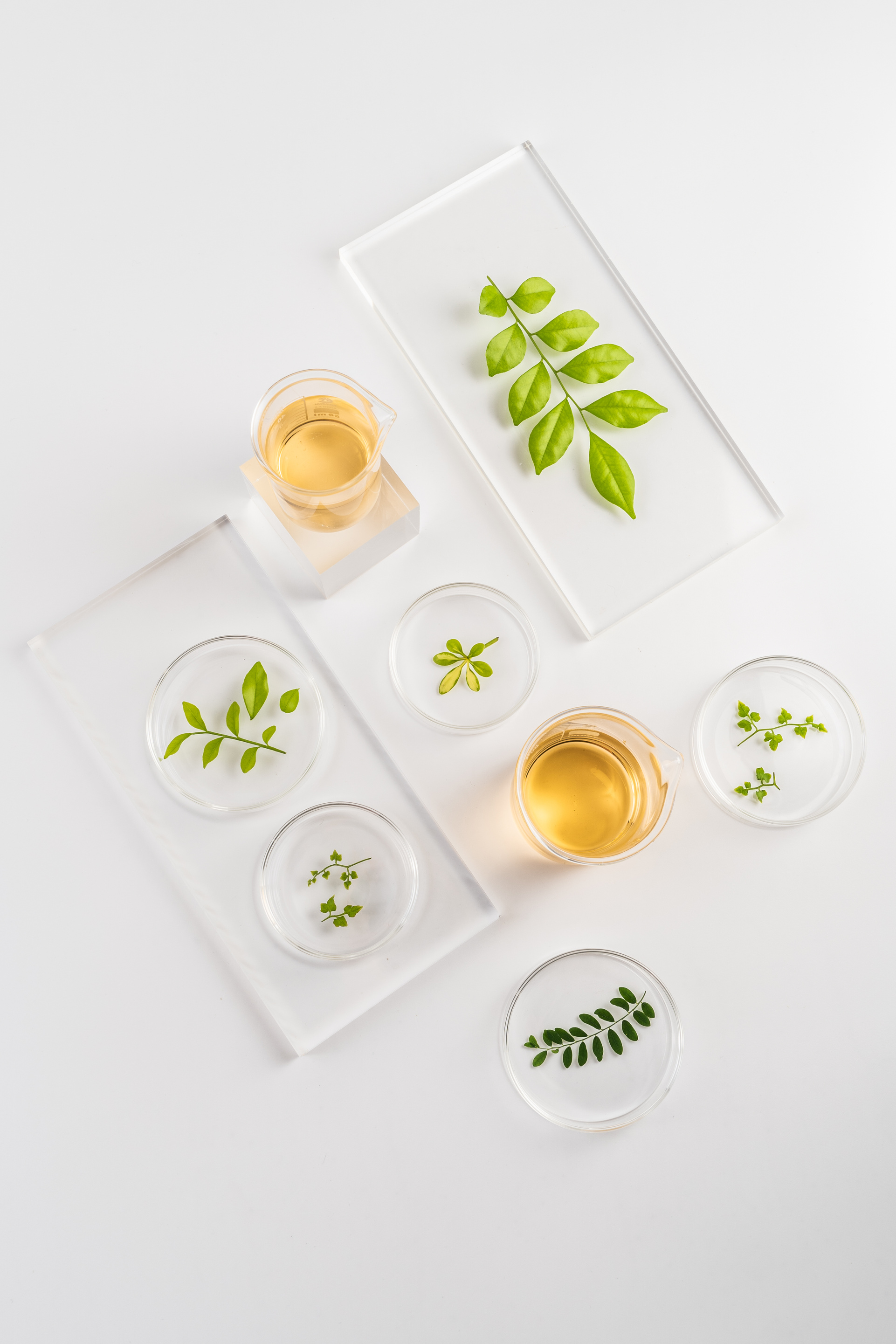 Assorted Leaves in Petri Dishes