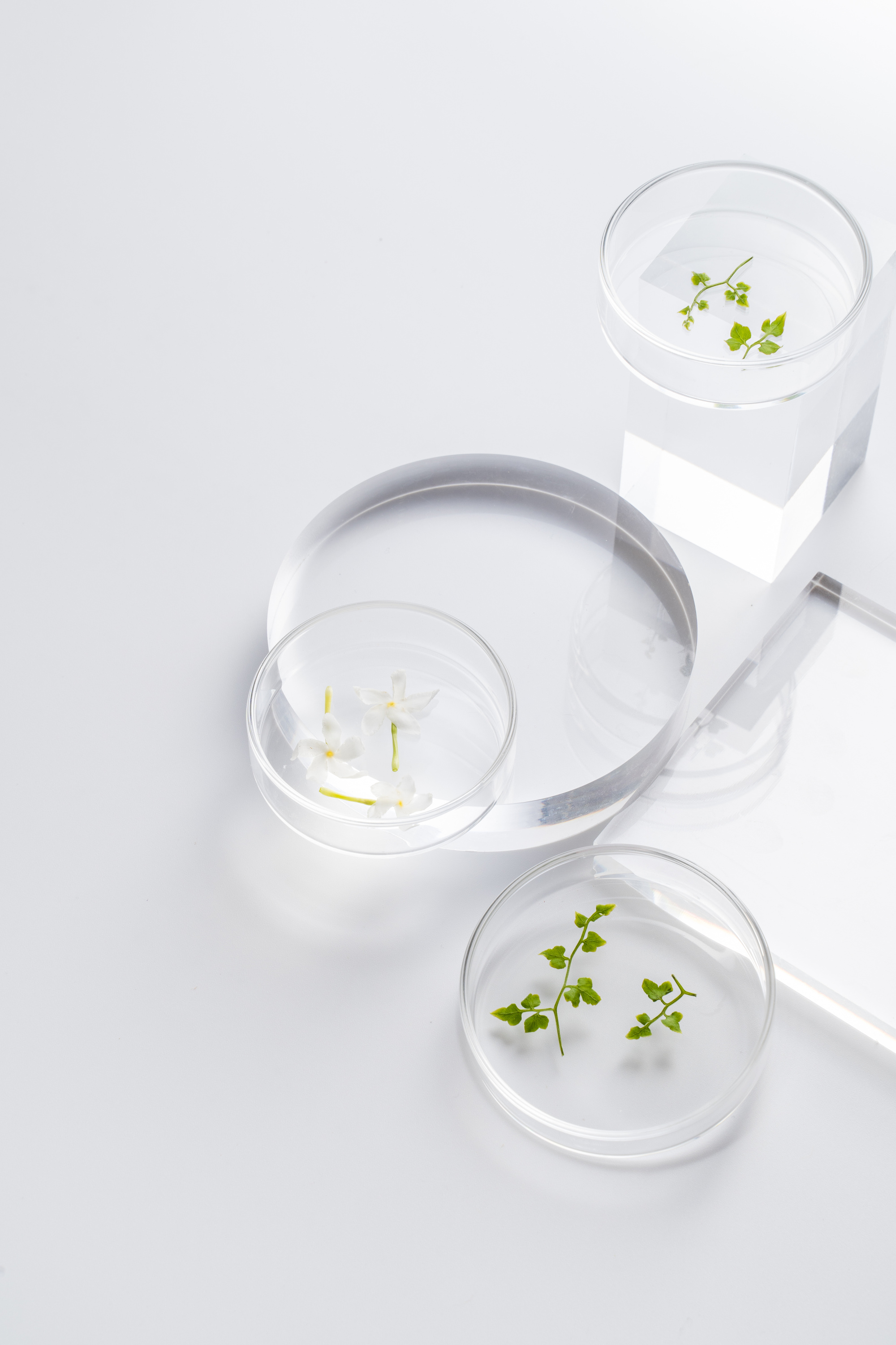 Assorted Leaves in Petri Dishes